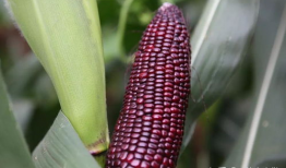 黑玉米,神秘色彩中的营养瑰宝